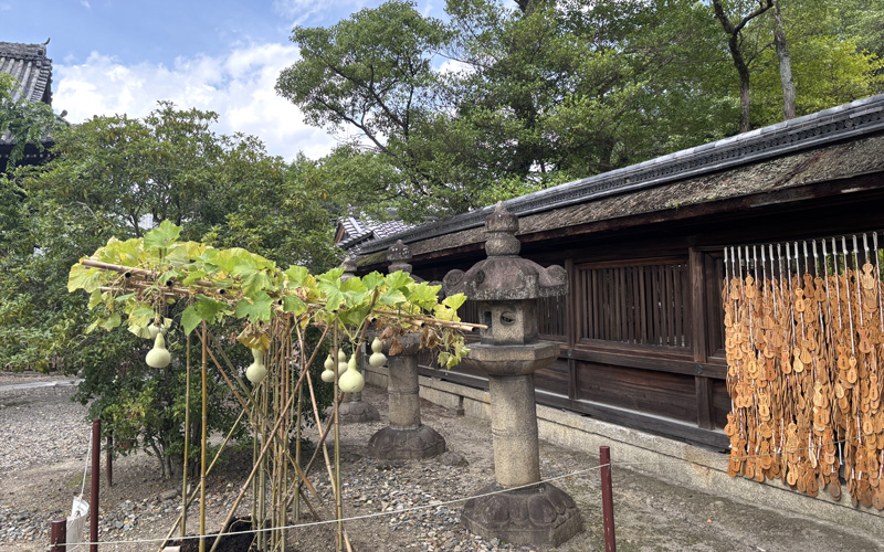 豊国神社(京都)の境内脇で栽培されている瓢箪。棚から白い実が下がっている